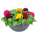 Celosia Cristata Brainiac Mix Flower Imported 20 Seeds