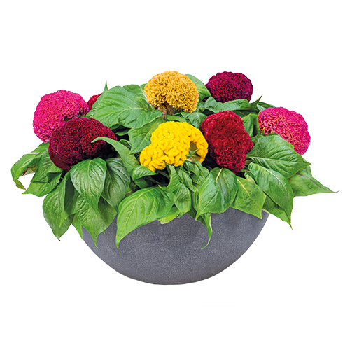 Celosia Cristata Brainiac Mix Flower Imported 20 Seeds