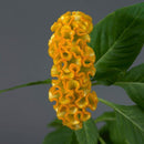 Celosia Cristata Neo Gold Flower Imported 20 Seeds