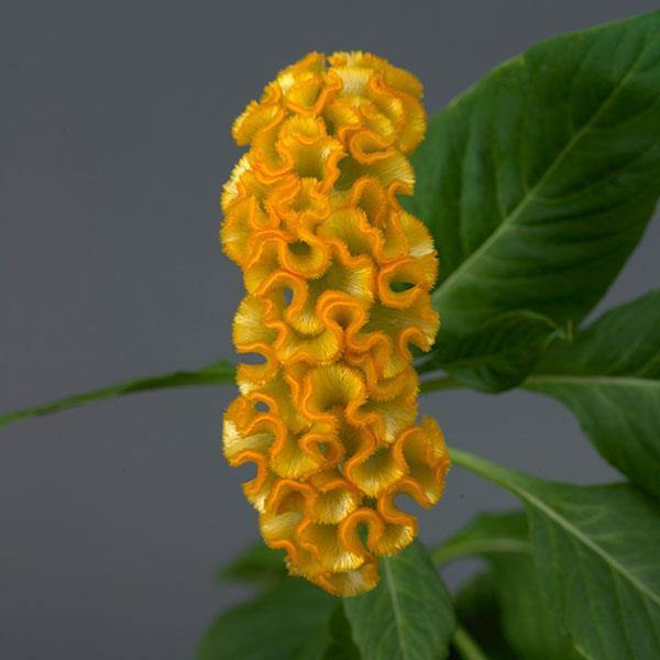 Celosia Cristata Neo Gold Flower Imported 20 Seeds