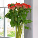 Celosia Cristata Neo Orange Flower Imported 20 Seeds