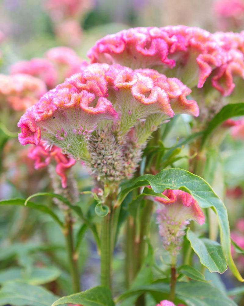 Celosia Cristata Neo Pink Flower Imported 20 Seeds