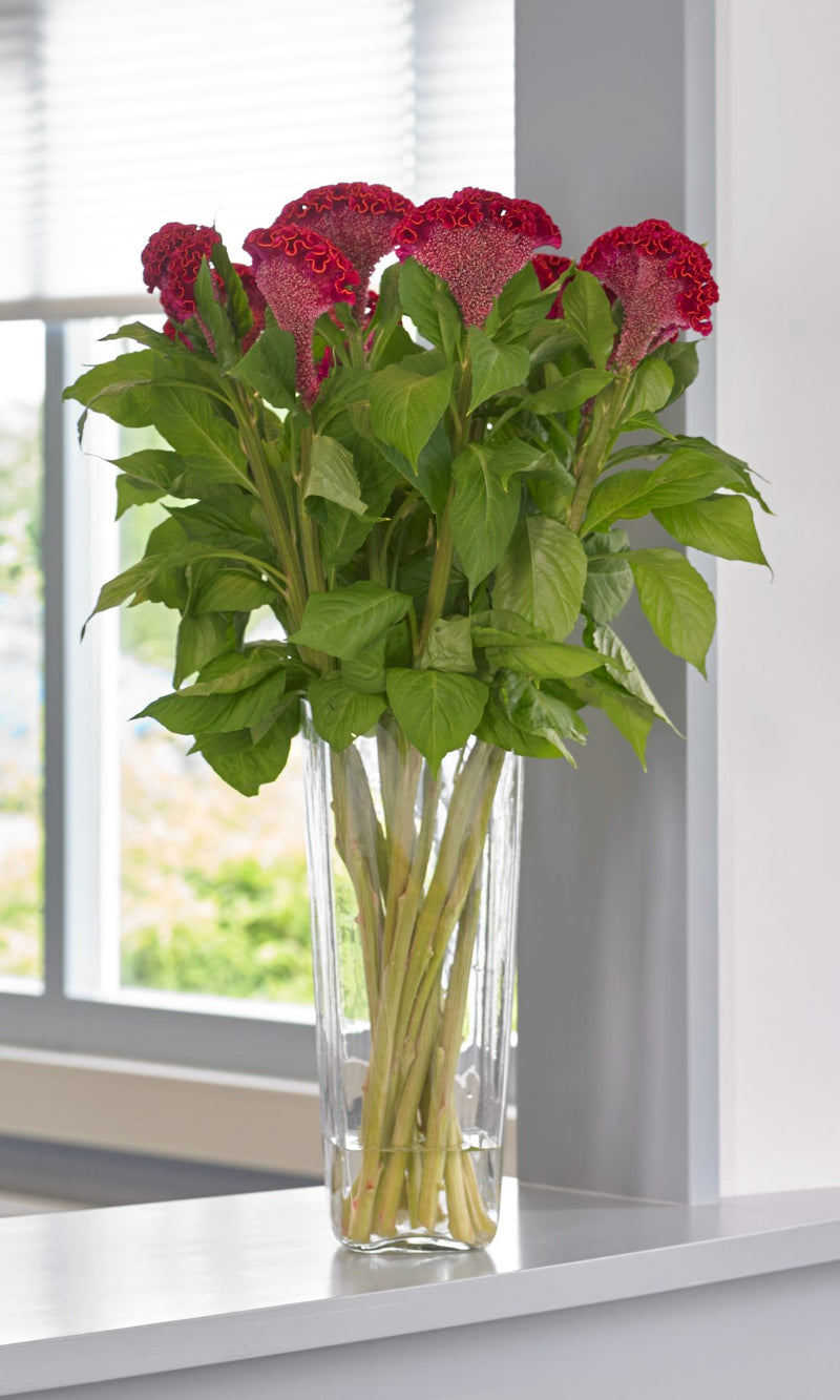 Celosia Cristata Neo Red Flower Imported 20 Seeds