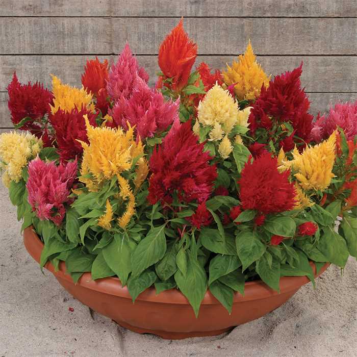 Celosia Ice Cream Mix Flower Imported 20 Seed