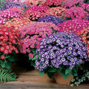 Cineraria Early Perfection Mix Flower Imported 20 Seeds