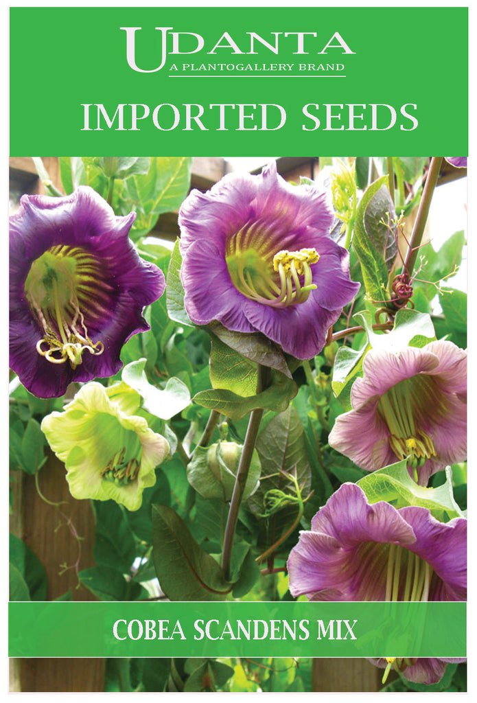 Udanta Imported Flower Seeds - Cobea Scandens Rampicante Erennial Showy Vine Flower Seeds - Qty 0.5Gm (Mix) Pack of 2 Pkt