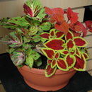 Coleus Wizard Mix Select Imported 20 Seeds