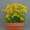 Coreopsis Sunkiss Flower Imported 20 Seeds
