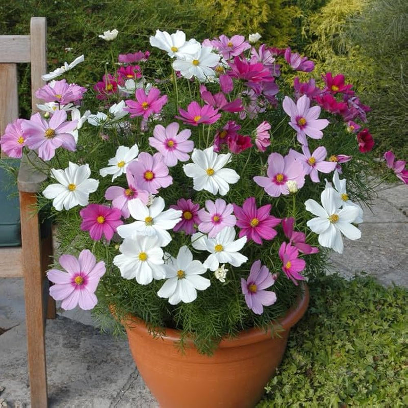Cosmos Sonata Mix Complete Flower Imported 20 Seeds