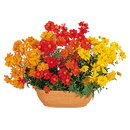 Cosmos Sulphureus Cosmic Mix Flower Imported 20 Seeds