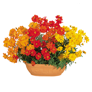Cosmos Sulphureus Cosmic Mix Flower Imported 20 Seeds