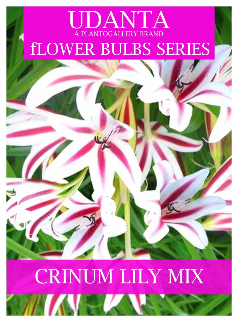 Udanta Crinum Lily Multicolor Flower Bulbs - Pack of 20pcs