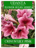 Crinum Lily “Pink” Flower Bulbs Pack Of 5
