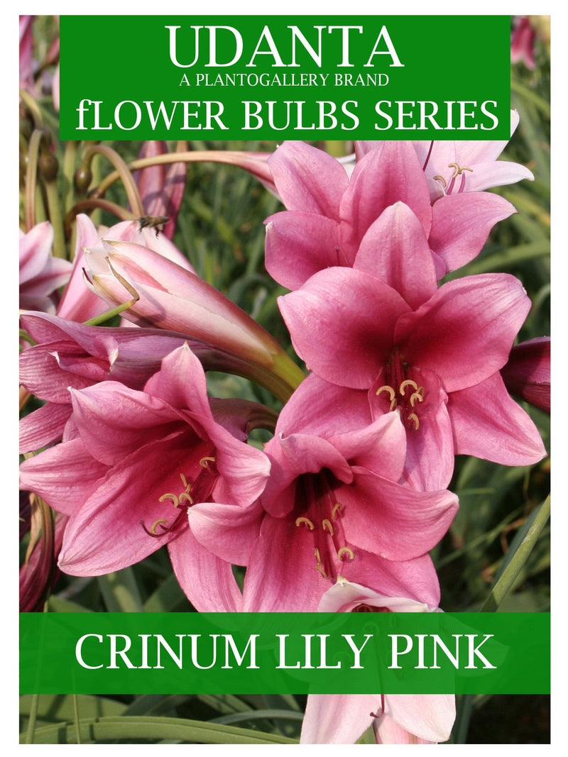 Udanta Crinum Lily Scented Flower Bulbs For All Season - Pack of 10 Bulbs (Pink)