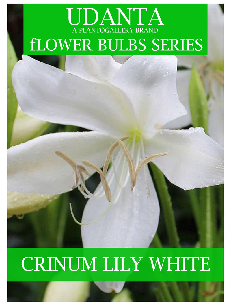 Udanta Crinum Lily White Flower Bulbs For Summer Season - Pack Of 5 Bulbs