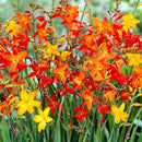 PLANTOGALLERY Crocosmia Flower Bulbs For Home Gardening