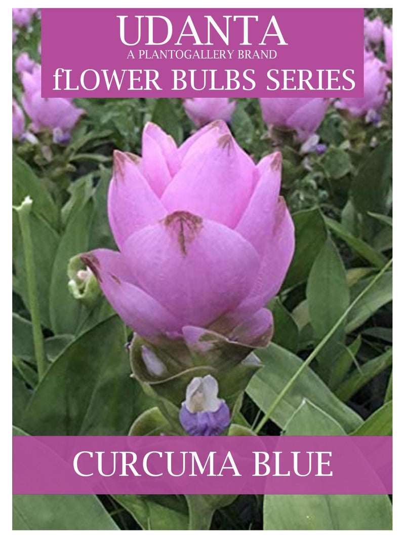 Udanta Curcuma Bulbs For Home Gardening - Set Of 5 Bulbs (Blue)