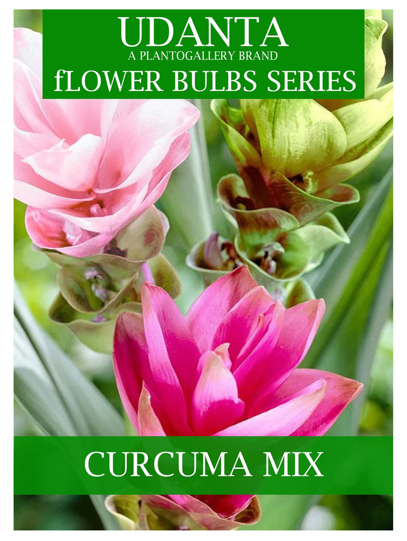 Udanta Siam Tulip Curcuma Flower Bulbs Multicolor - Pack of 10 Bulbs