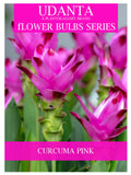 Udanta Siam Tulip Curcuma Bulbs For All Season - Pack of 20pcs (Pink)