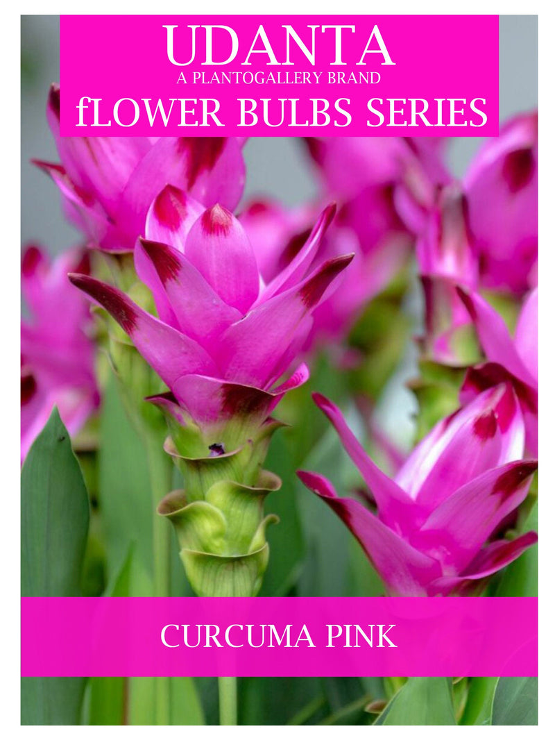 Udanta Curcuma Pink Colour Flower Bulbs Pack Of 5