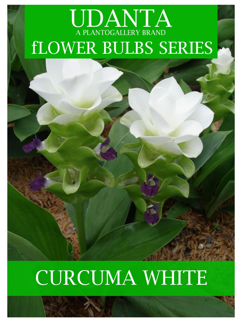 Udanta Curcuma Flower Bulbs For Gardening - Set Of 5 Bulbs (White)