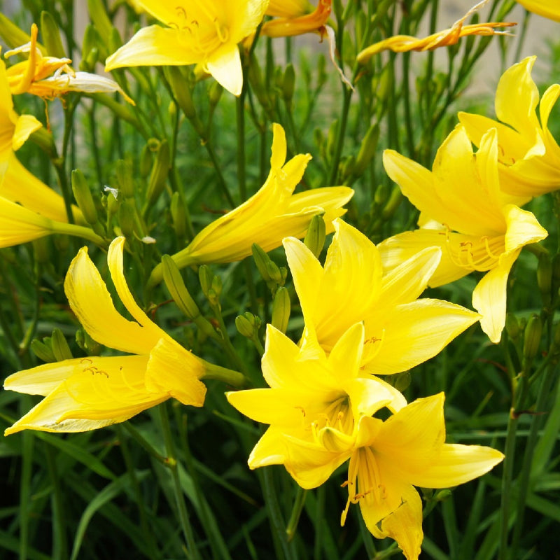 Day Lily Hybrid Flower Bulb Pack Of 1 (Yellow)