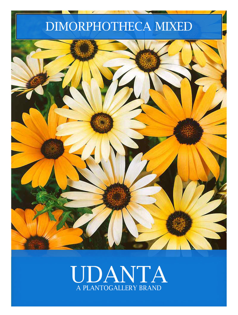 Udanta Dimorphotheca  Mix Winter Gardening Flowers Seeds Avg 30-40 Each Packet
