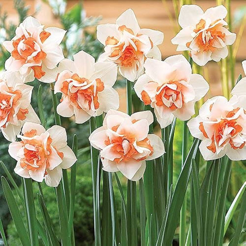 Plantogallery Daffodil Replete Imported Flower Bulbs Size 14/16