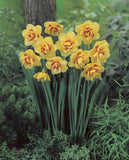 Plantogallery Daffodil Tahiti Imported Flower Bulbs Size 14/16