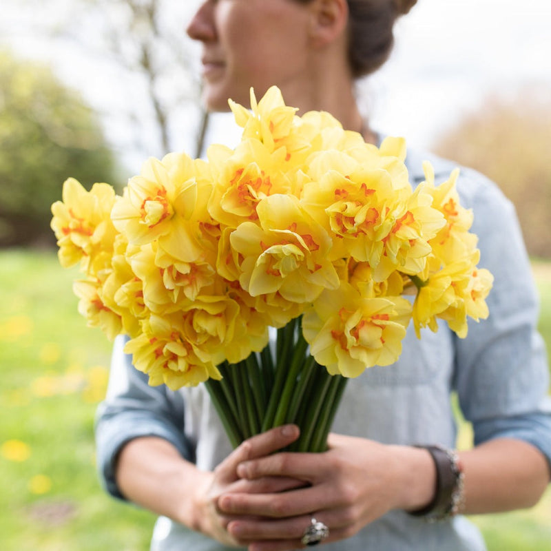 Plantogallery Daffodil Tahiti Imported Flower Bulbs Size 14/16