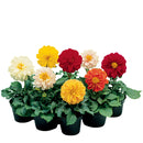 Dahlia Fresco Formula Mix Flower Imported 20 Seeds
