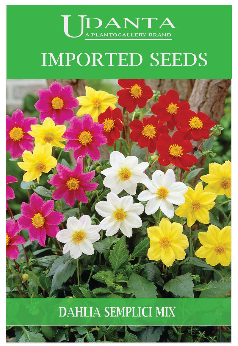Udanta Imported Flower Seeds - Dahlia Semplici Perfect For Home Gardening Flower Seeds - Qty 2Gm (Mix) Pack of 5 Pkt