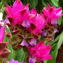 Imported Curcuma Alismatifolia Siam Tulip Flower Bulbs - Variety Splash (Dark Pink)