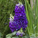 Delphinium Delphina Dark Blue Black Bee Flower Imported 20 Seeds