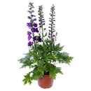 Delphinium Delphina Dark Blue Black Bee Flower Imported 20 Seeds