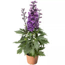 Delphinium Delphina Pink White Flower Imported 20 Seeds