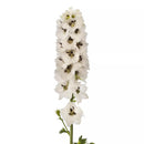 Delphinium Delphina White Black Bee Flower Imported 20 Seeds