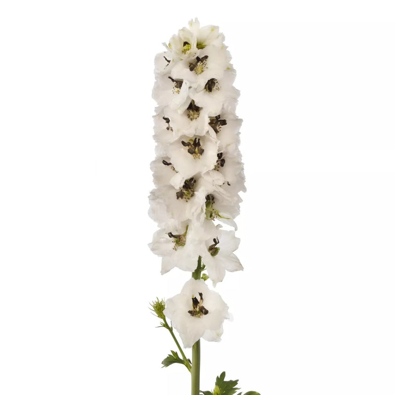Delphinium Delphina White Black Bee Flower Imported 20 Seeds