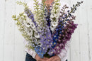 Delphinium Magic Fountains Mix Flower Imported 20 Seeds