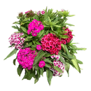 Dianthus Barbarini Formula Mix Flower Imported 20 Seeds