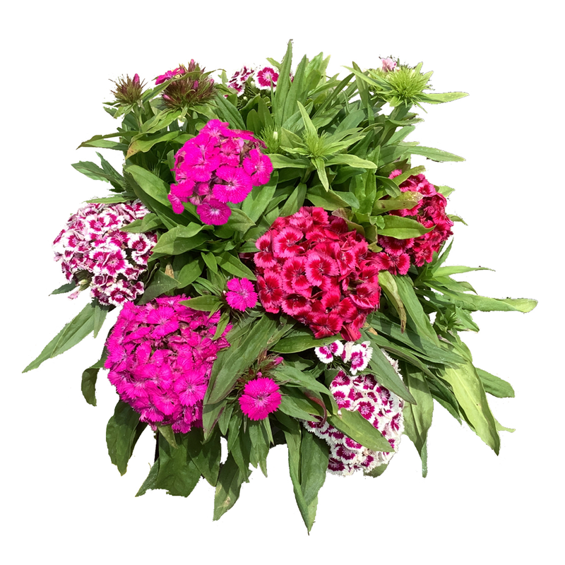 Dianthus Barbarini Formula Mix Flower Imported 20 Seeds