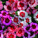 Dianthus F1 Super Perfait Mix Flower Imported 20 Seeds