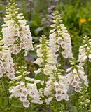 Digitalis Purpurea F1 Camelot Cream Flower Imported 20 Seeds