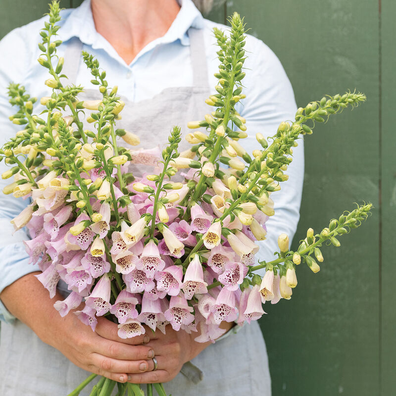 Digitalis Purpurea F1 Camelot Lavender Flower Imported 20 Seeds