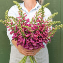 Digitalis Purpurea F1 Camelot Rose Flower Imported 20 Seeds