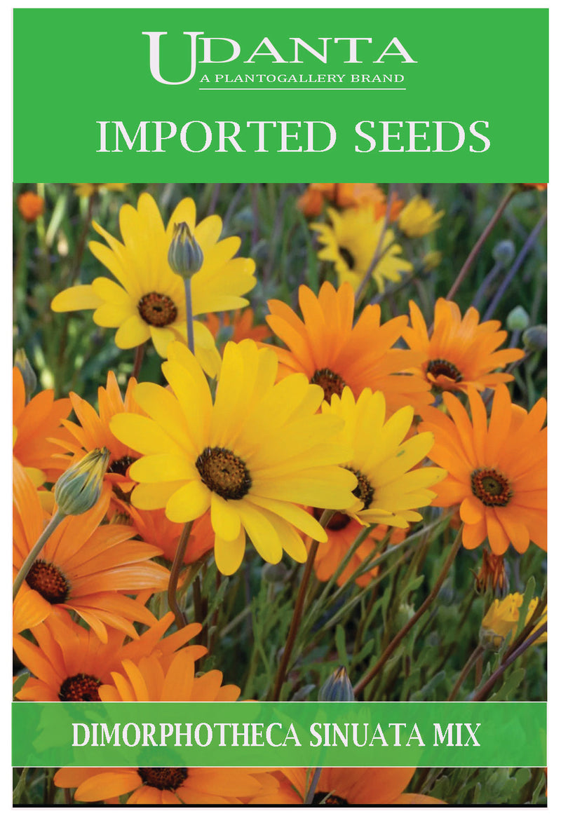 Udanta Imported Flower Seeds - African Daisy - Dimorphotheca Sinuata Flower Seeds For Home Gardening - Qty 1Gm (Mix) Pack of 2 Pkt