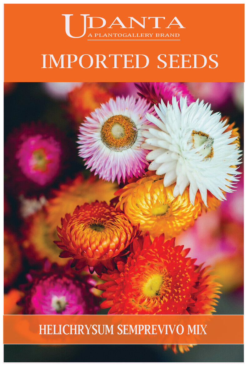 Udanta Imported Flower Seeds -  Elicriso Semprevivo - Helichrysum Flower Seeds For Gardening - Qty 1.5Gm (Mix) Pack of 5 Pkt