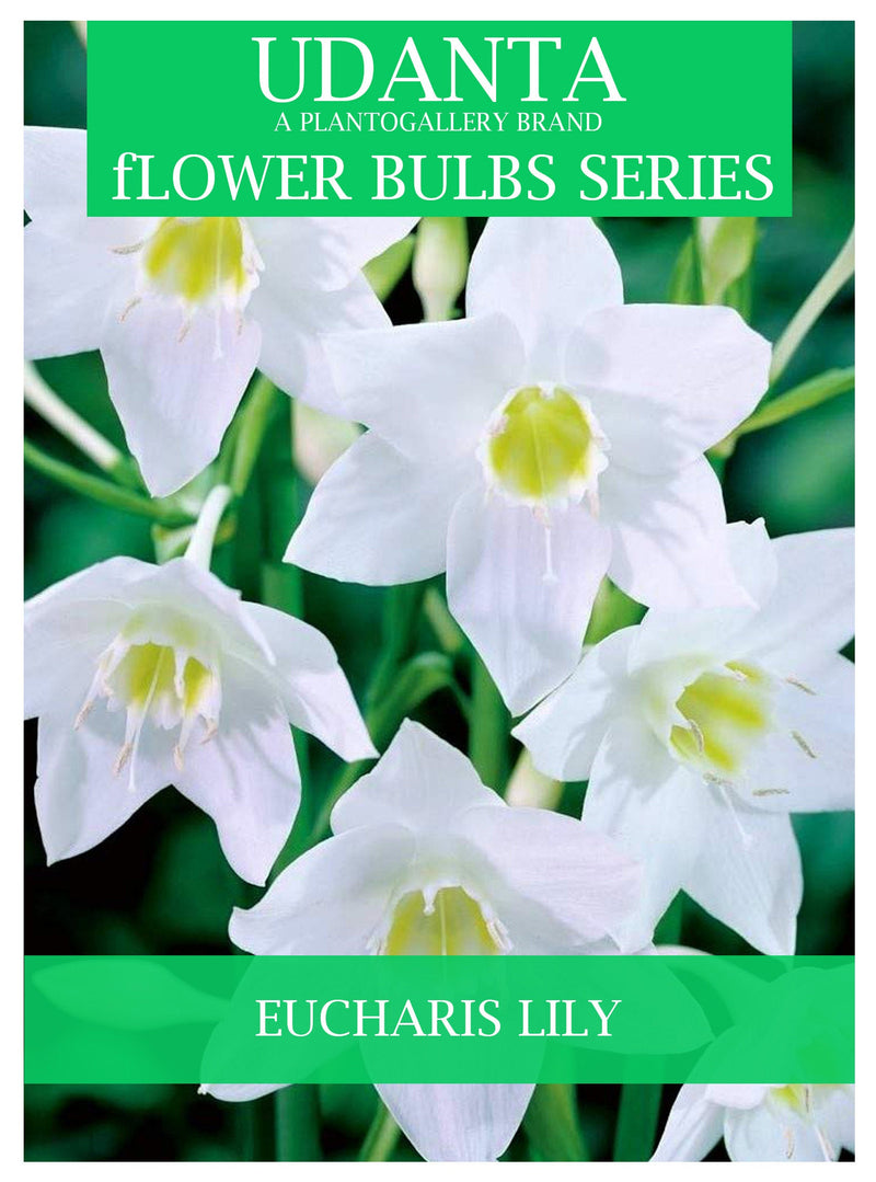 Udanta Summer Blooming Eucharis Lily Scented Flower Bulbs - Set of 20pcs (White) ( Set OF 3 Pkt)