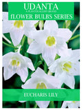 Udanta Summer Blooming Eucharis Lily Scented Flower Bulbs - Set Of 5pcs (White) ( Set OF 3 Pkt)