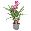 Imported Curcuma Alismatifolia  Siam Tulip Flower Bulbs